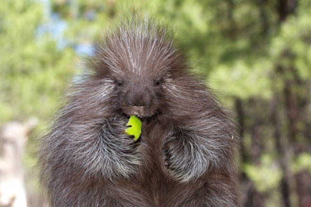 A porcupine holding a green apple, surrounded by trees in Central Oregon.