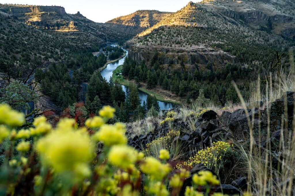 Yellow flowers in close up view with the Crooked River and Canyon in the background.