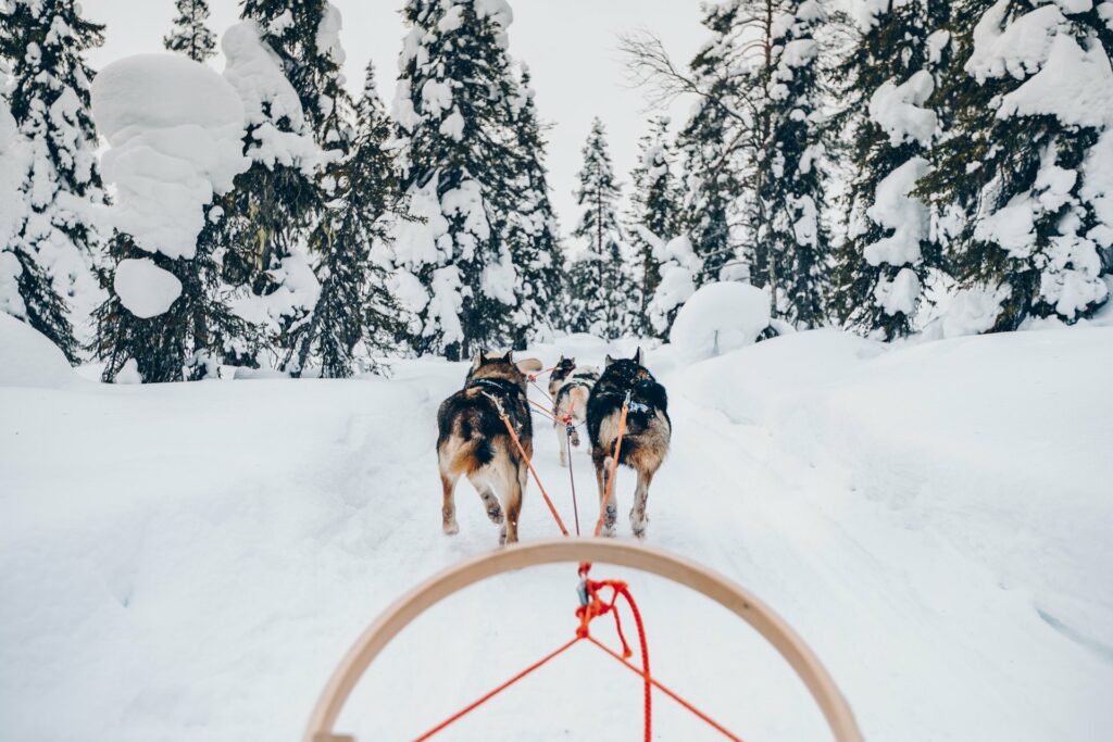 View from sled of group of dogs pulling it