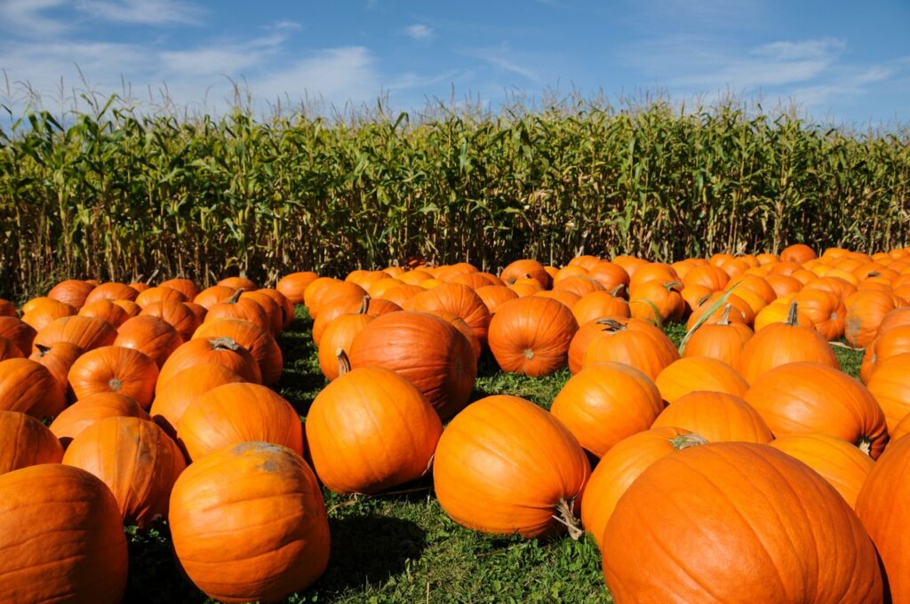 Pumpkin patch next to corn maze