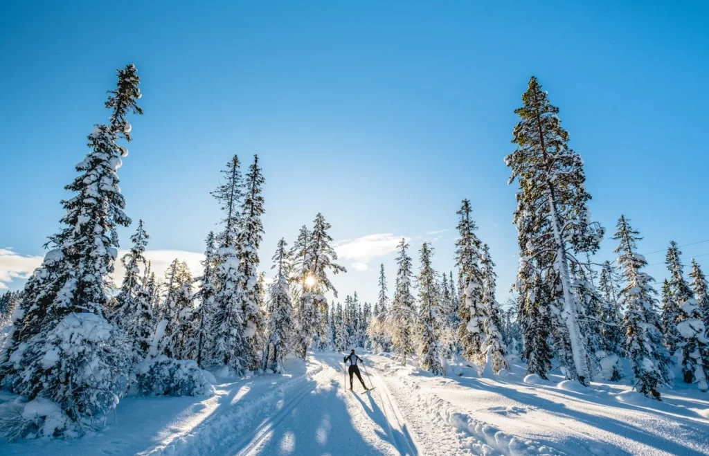 A person skis down a groomed trail in a snowy pine forest.