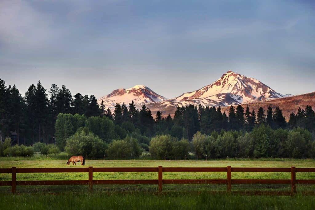 A lone horse grazes in a lush meadow, with majestic snow-capped mountains in the distance in Central Oregon.
