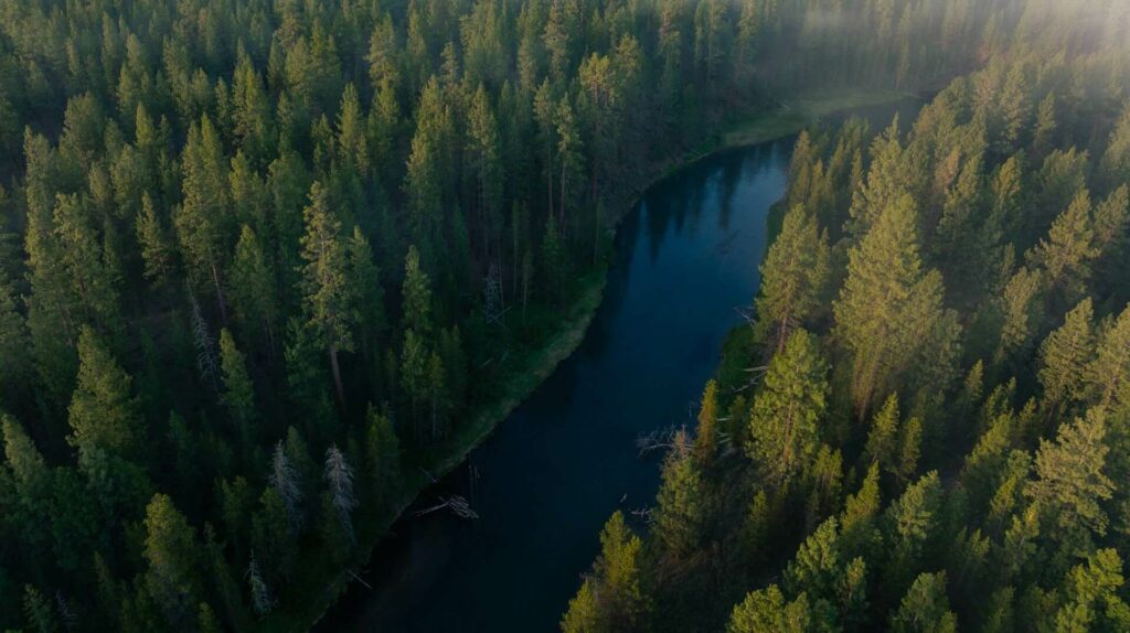 Sky view of pine forest near La Pine.