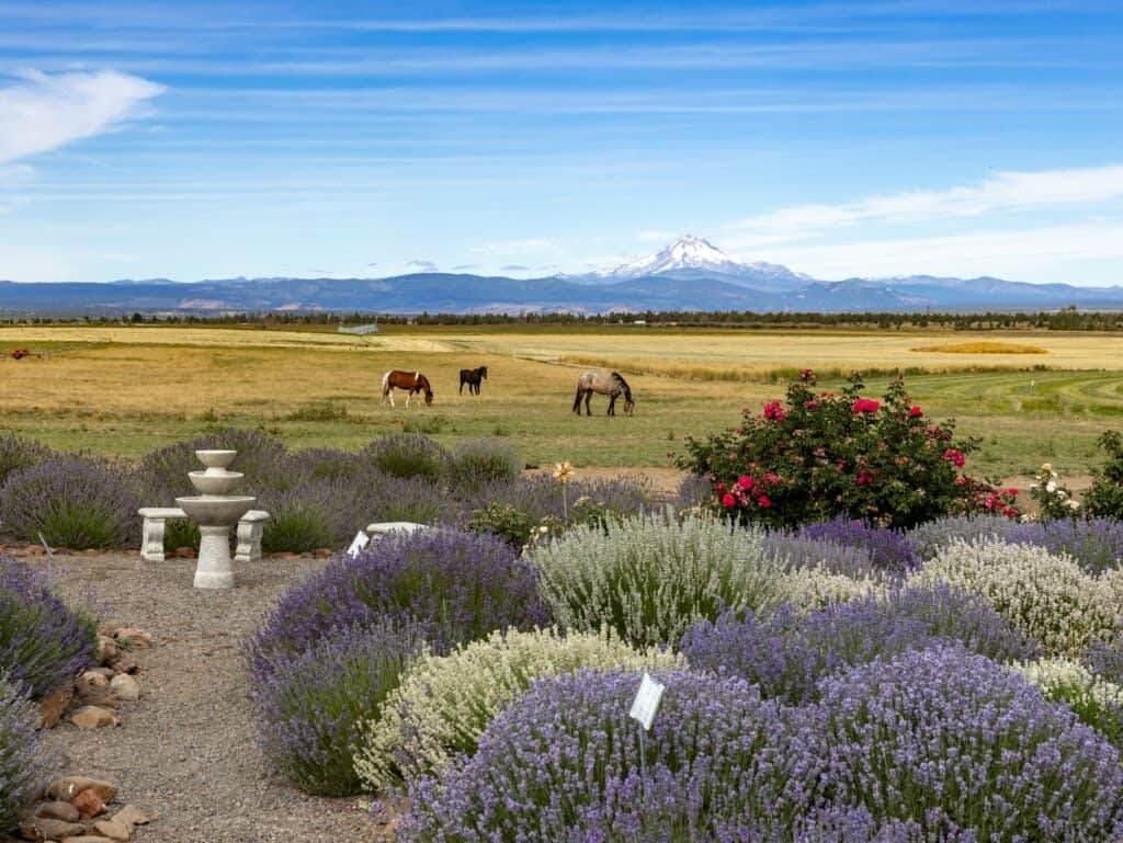 Lavender and horses in Madras, Oregon.
