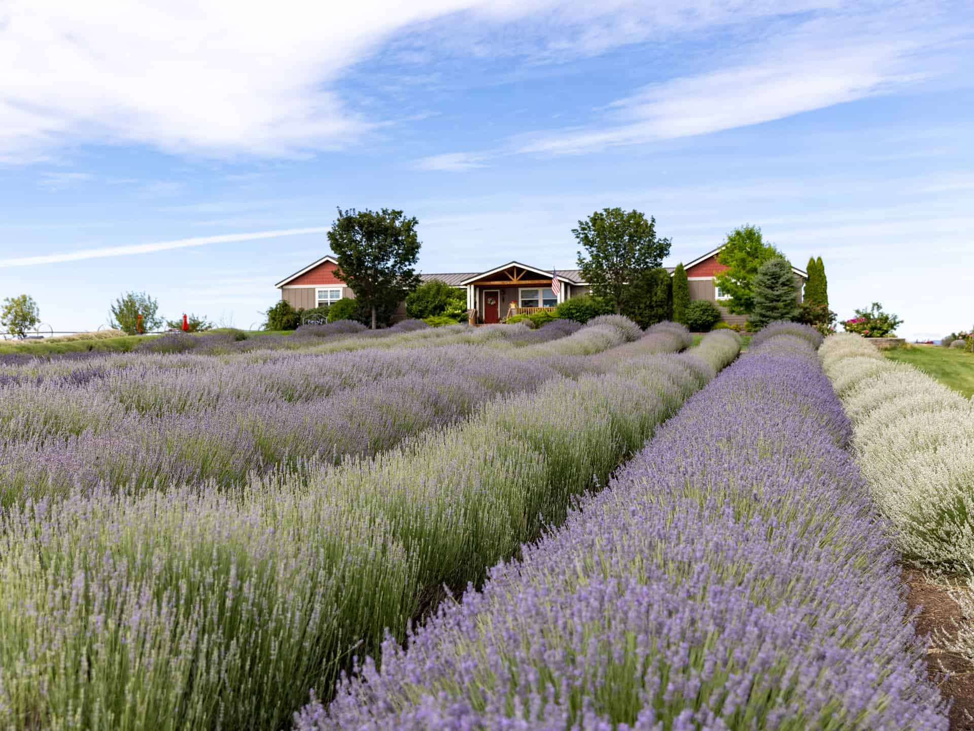 Lavendar field at a Lavendar farm.