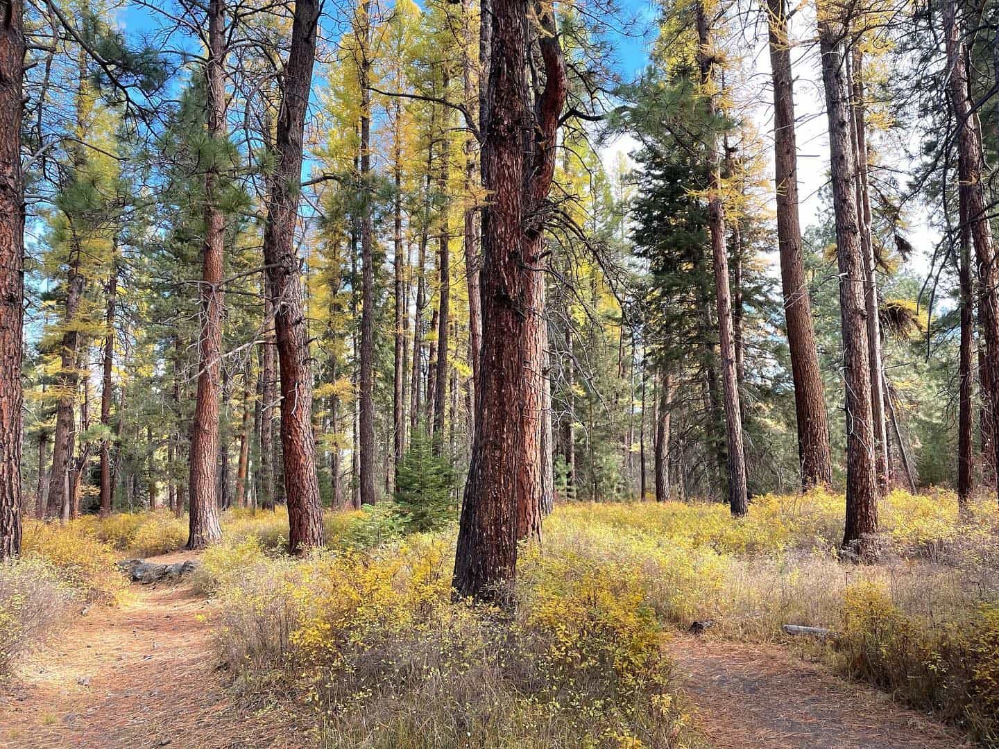 Tumalo Creek Trail PC @kolhausen