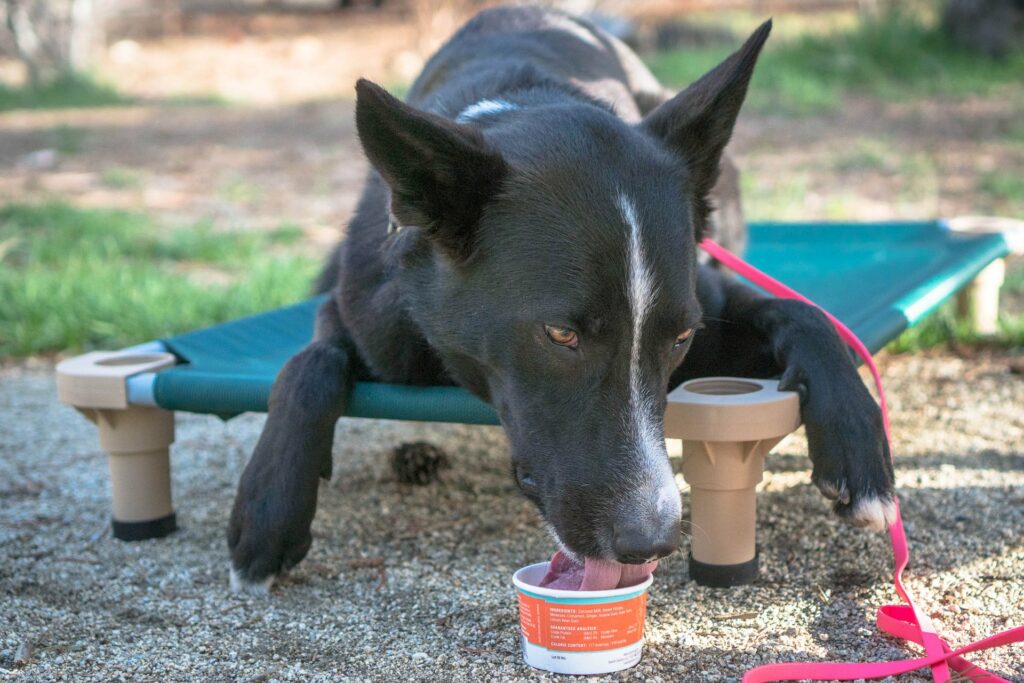 Dog enjoying a Cool Treat in the Park
