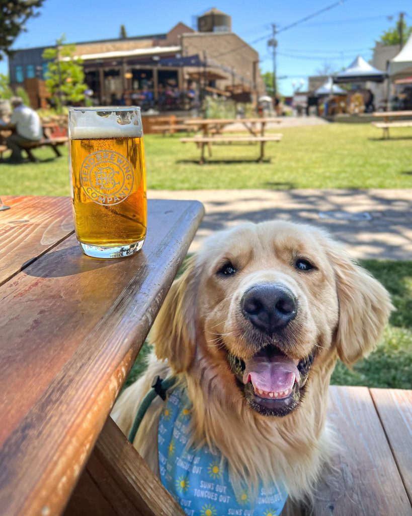 Golden retriever enjoying a cold drink on a sunny day at a brewery patio in Central Oregon.