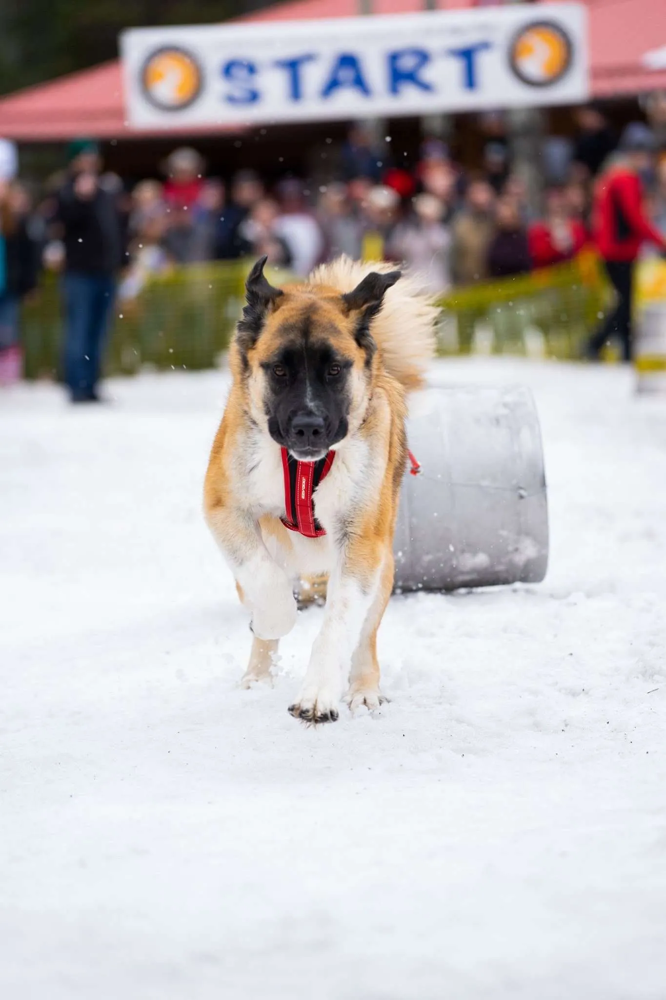 A large dog wearing a red harness runs through snowy terrain, chasing a barrel in Central Oregon.