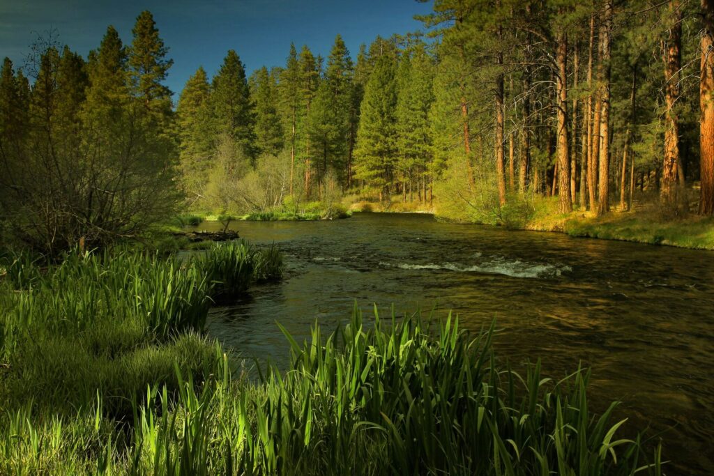 Views at the Metolius River in Central Oregon.