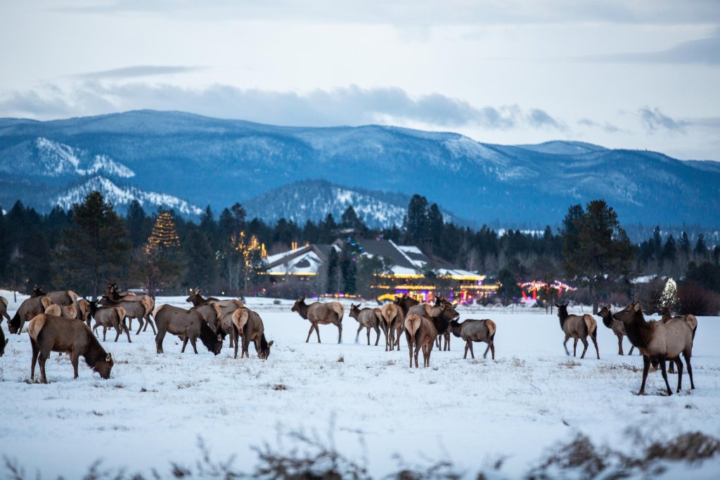 A herd of elk outside of Sunriver Resort in Sunriver, Oregon