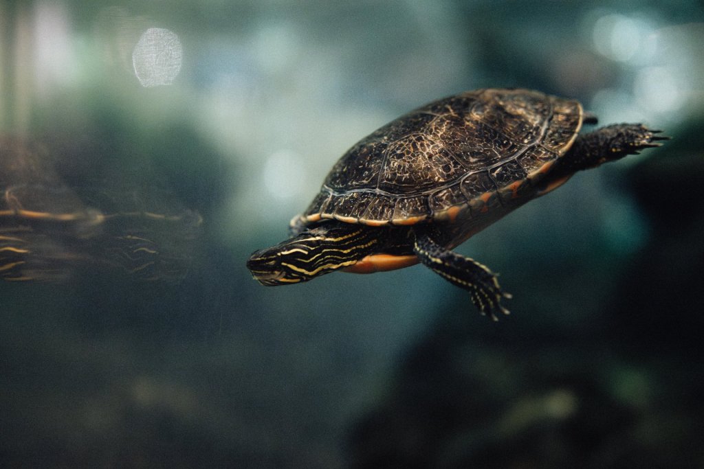 Turtle at the High Desert Museum in Bend, Oregon