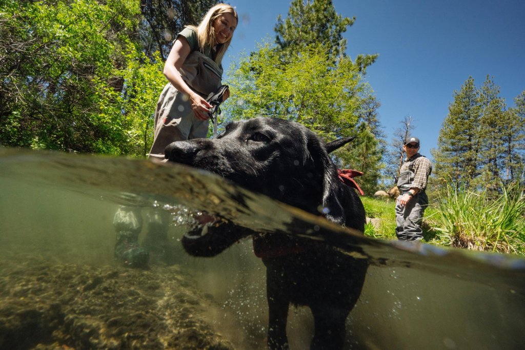 A woman and a black dog play in a stream surrounded by trees in Central Oregon.