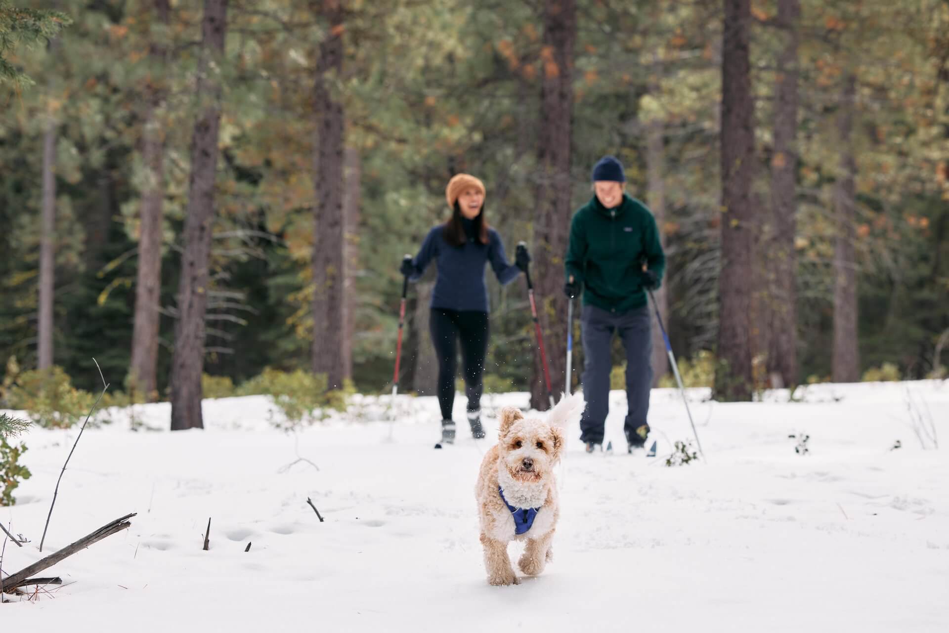 Two people cross-country skiing with their dog through a forest of trees.