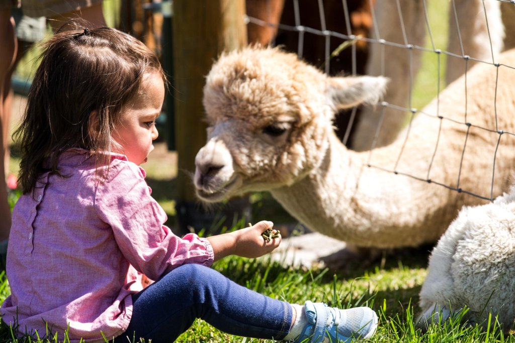 Young child feeding alpacas at Crescent Moon Ranch near Terrebonne, Oregon
