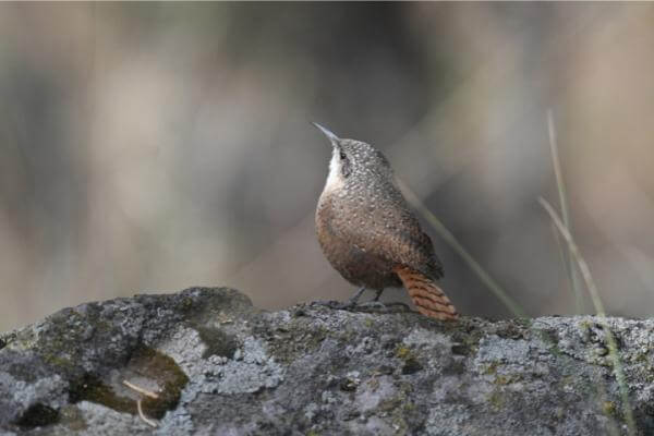 A small bird perched on a mossy rock, looking upwards in Central Oregon.