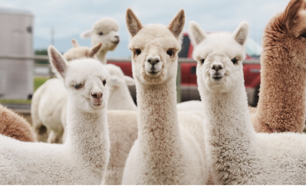 A group of fluffy white alpacas with long necks and large eyes stand close together, looking directly at the camera in Central Oregon.