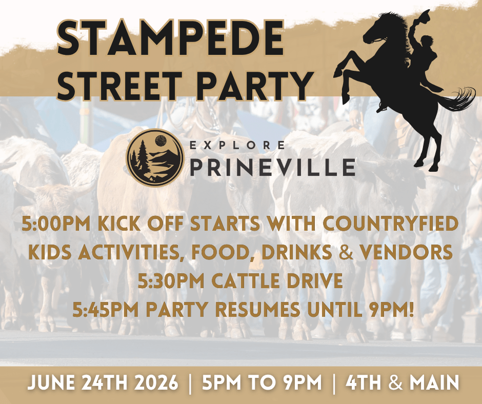 A cowboy on horseback leads a stampede of cattle down a street at the Stampede Street Party in Prineville, Oregon in Central Oregon.