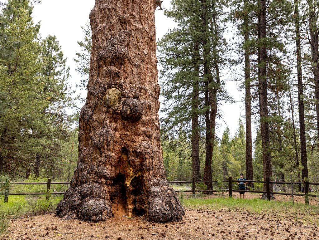 A child standing behind Big Tree, a ponderosa pine in LaPine State Park near La Pine, Oregon