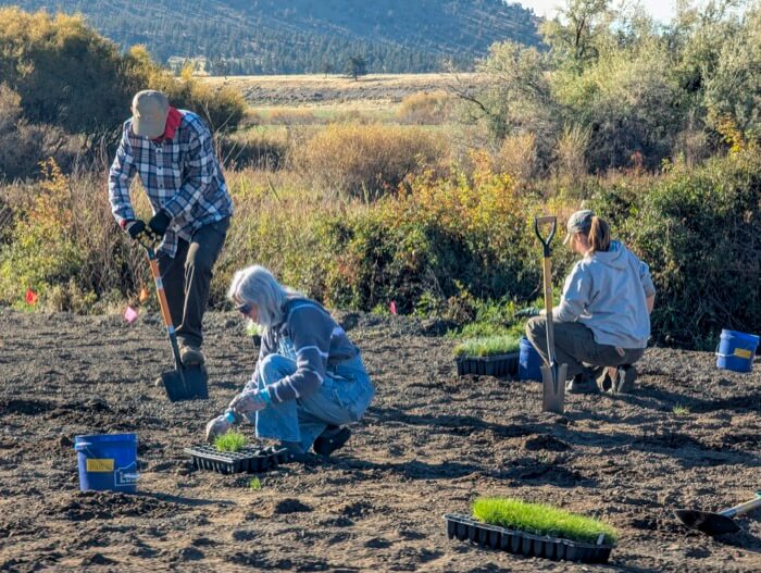 Three volunteers are planting seedlings in a field, using shovels and buckets in Central Oregon.