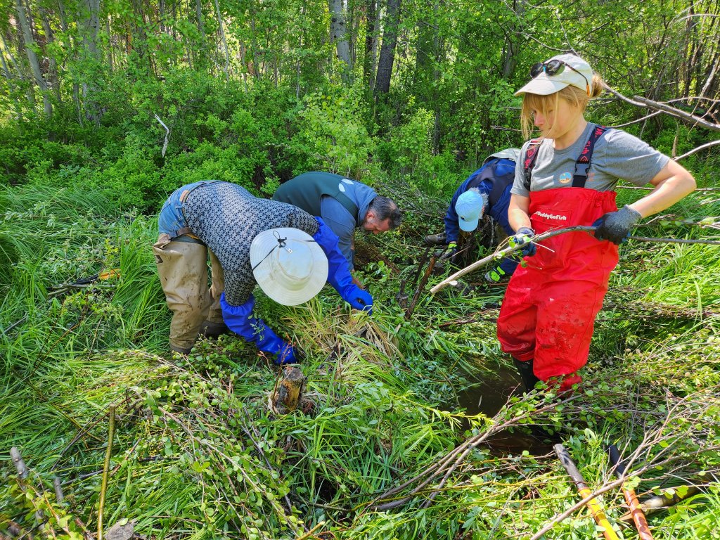 A group of people in waders and hats are clearing vegetation from a small stream in a lush forest in Central Oregon.