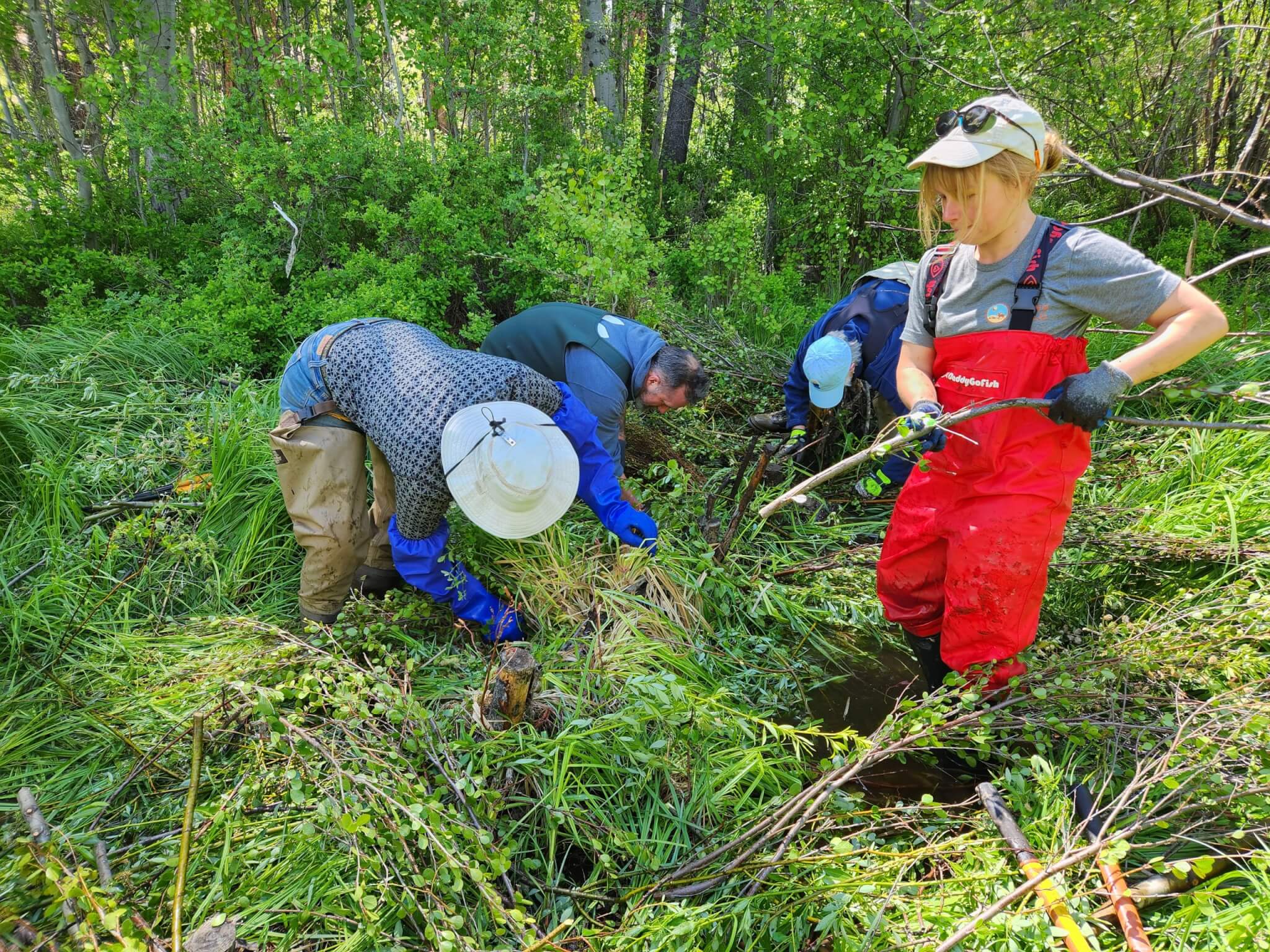 A group of people in waders and hats are clearing vegetation from a small stream in a lush forest in Central Oregon.
