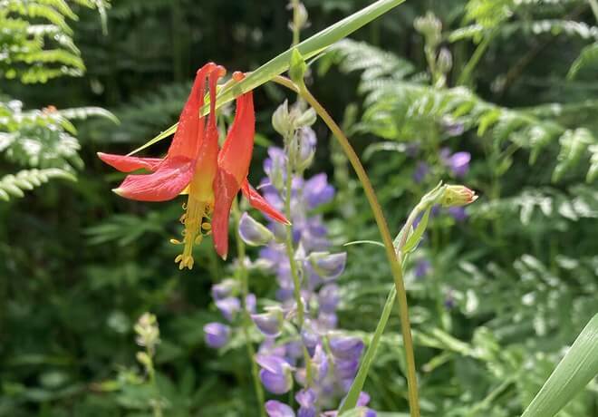 A vibrant red columbine flower with delicate petals and yellow stamens stands out against a backdrop of lush green ferns and purple lupines in Central Oregon.