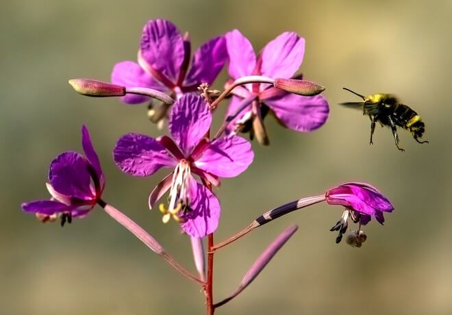 A bumblebee hovers near vibrant pink flowers with delicate petals and prominent stamens in Central Oregon.