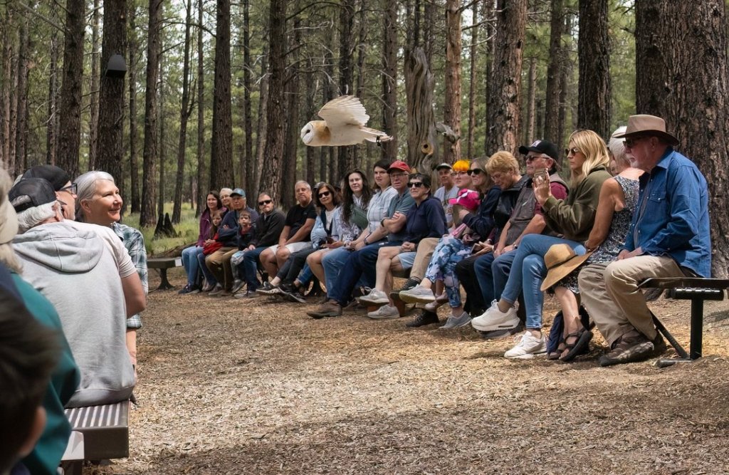 A barn owl flies over a group of people sitting in a forest clearing in Central Oregon.