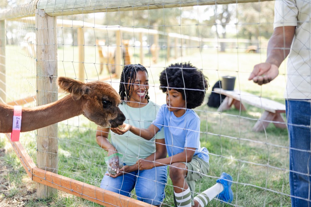 Family feeds alpacas at Crescent Moon Ranch in Terrebonne, Oregon