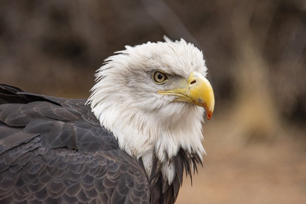 A close-up portrait of a bald eagle with a yellow beak in Central Oregon.