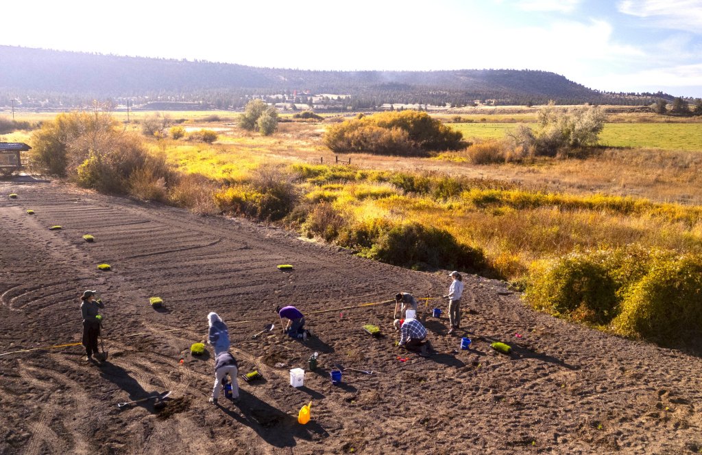 A group of volunteers planting small seedlings in a field during a sunny day in Central Oregon.