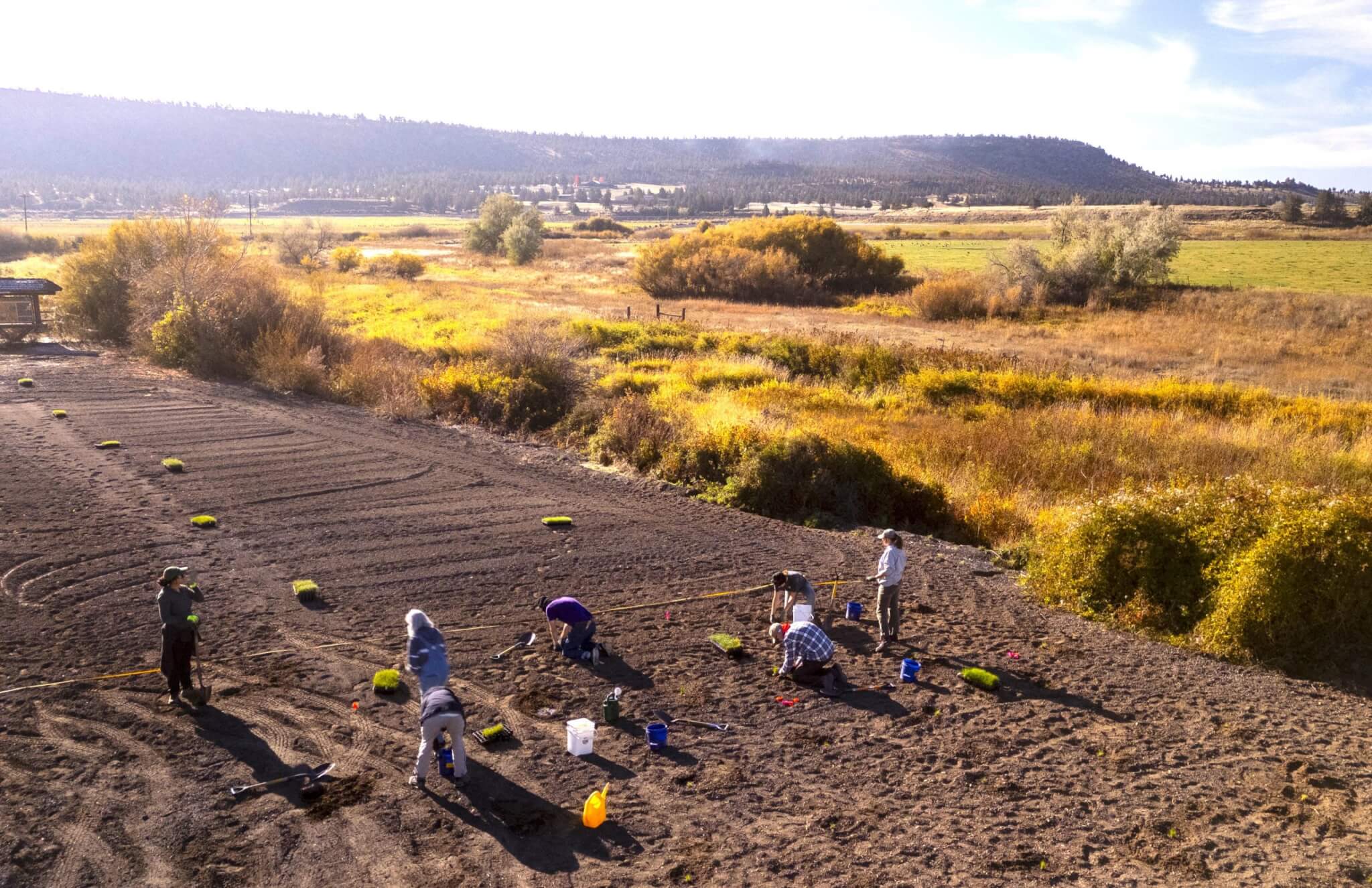 A group of volunteers planting small seedlings in a field during a sunny day in Central Oregon.