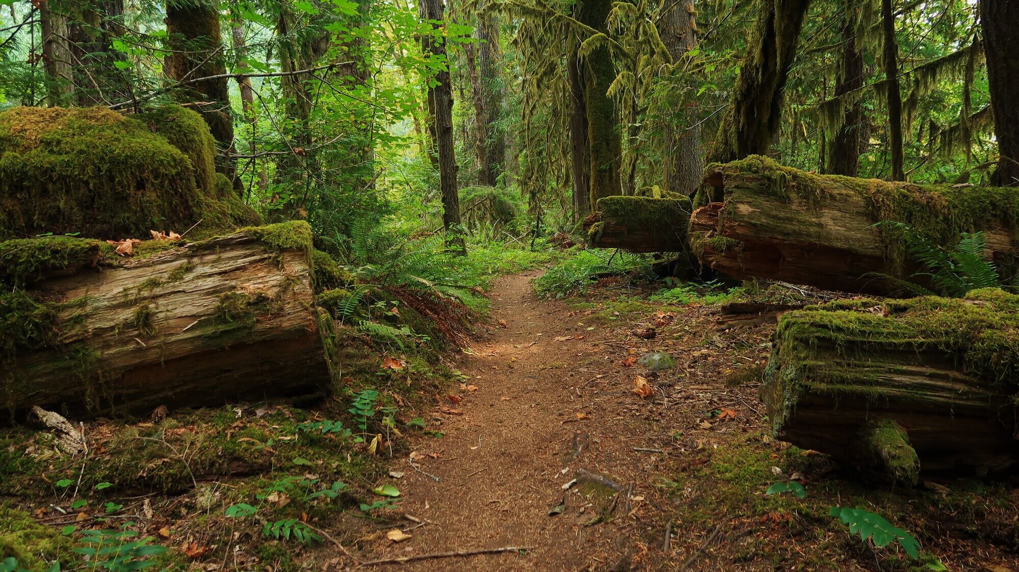 A narrow dirt path winds through a lush, mossy temperate rainforest in Central Oregon.