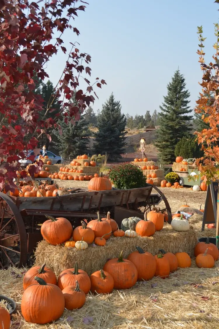 A rustic pumpkin patch with many pumpkins displayed on hay bales and a wooden wagon in Central Oregon.