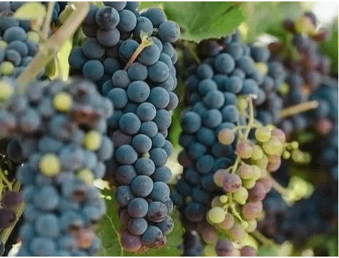 Clusters of ripe dark purple grapes hanging on a vine in Central Oregon.