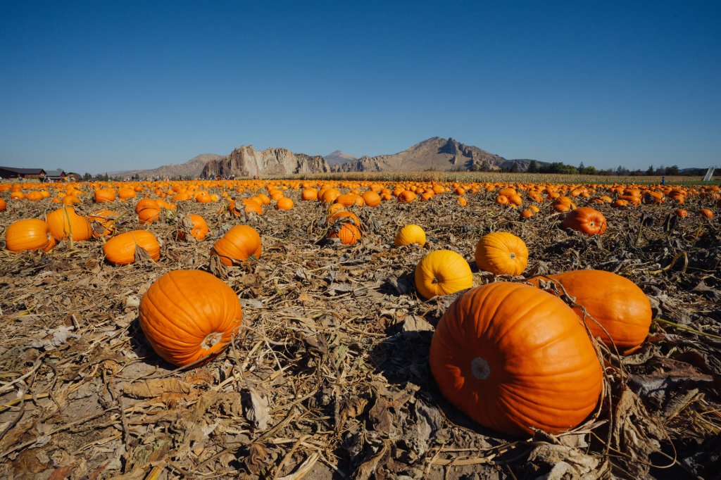 A vast pumpkin patch under a clear blue sky with mountains in the background in Central Oregon.