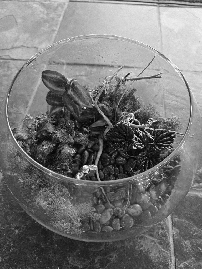A black and white view of a glass bowl terrarium containing plants and stones in Central Oregon.