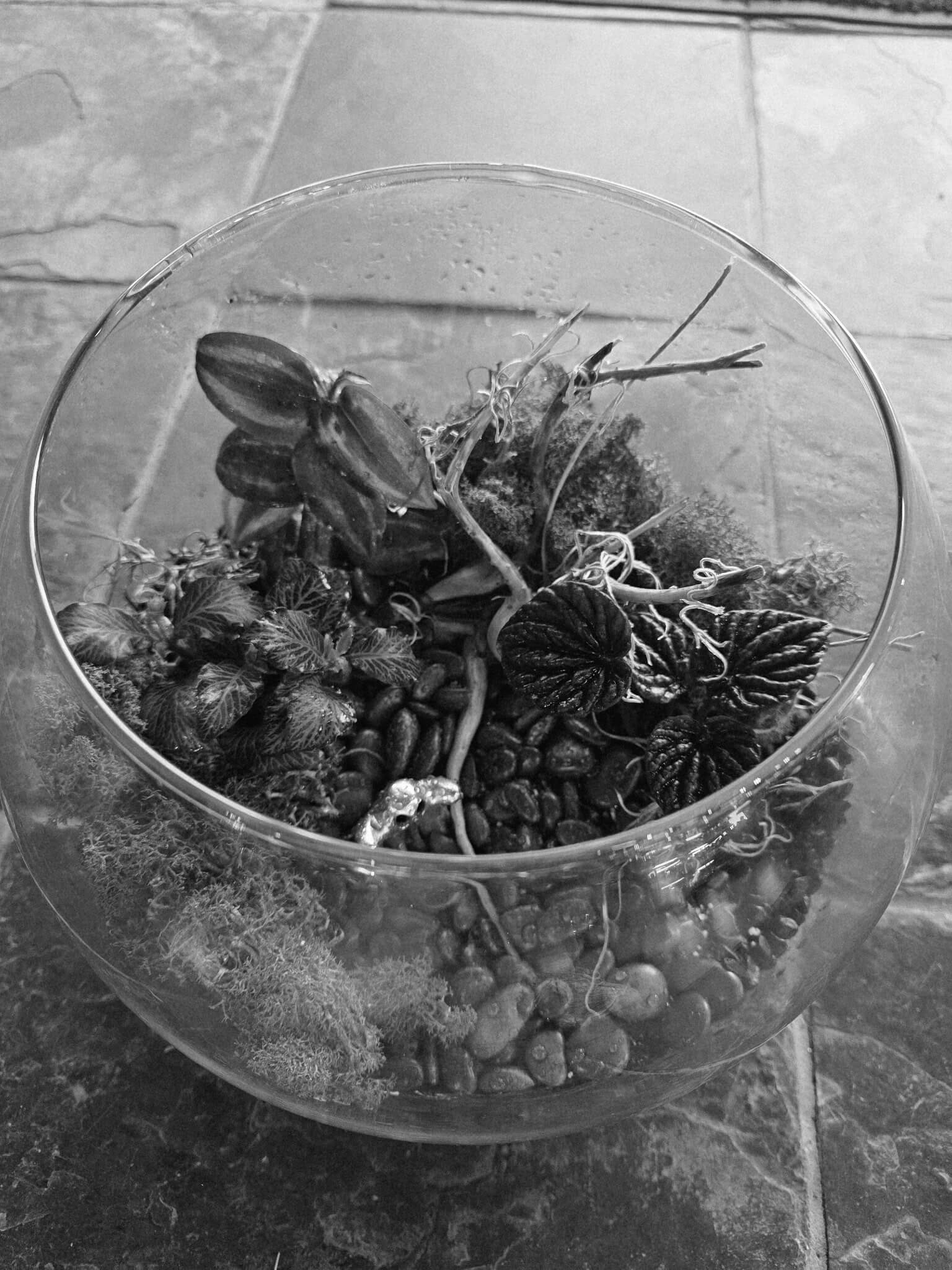 A black and white view of a glass bowl terrarium containing plants and stones in Central Oregon.