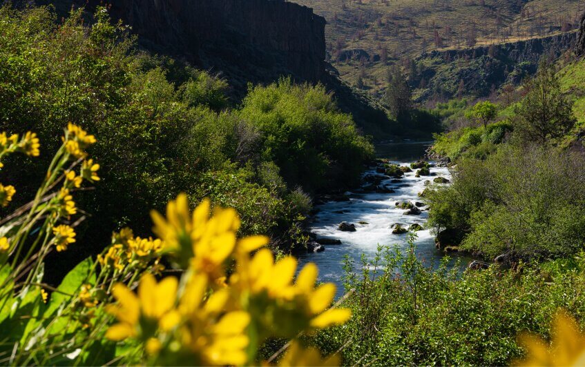 A rushing river flows through a green canyon with yellow wildflowers in the foreground in Central Oregon.