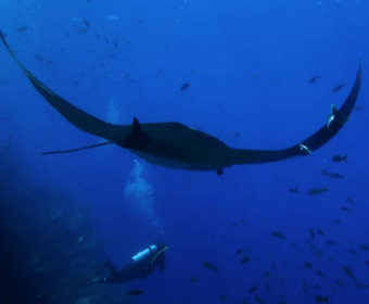 A large manta ray swims gracefully above a scuba diver in deep blue water in Central Oregon.