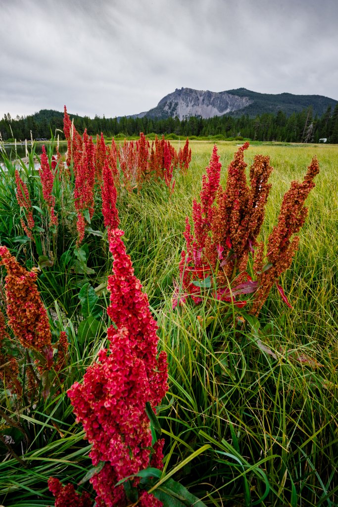 Vibrant red wildflowers grow in a grassy meadow beneath a mountain and cloudy sky in Central Oregon.