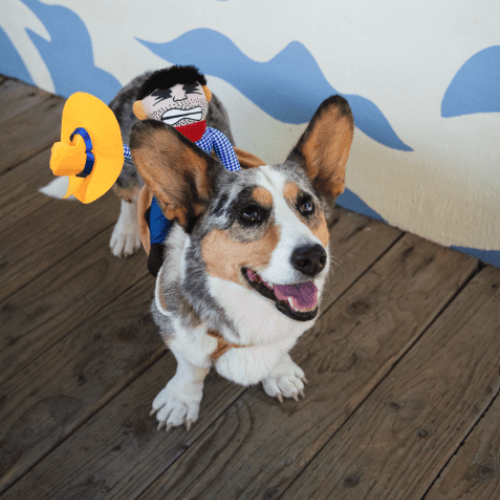 A happy corgi wearing a cowboy rider costume on a wooden deck in Central Oregon.